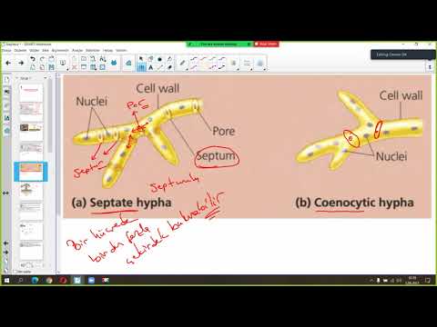 Video: Glomeromycetes'in ne tür Endomikorizaları vardır ve bunda özel olan nedir?