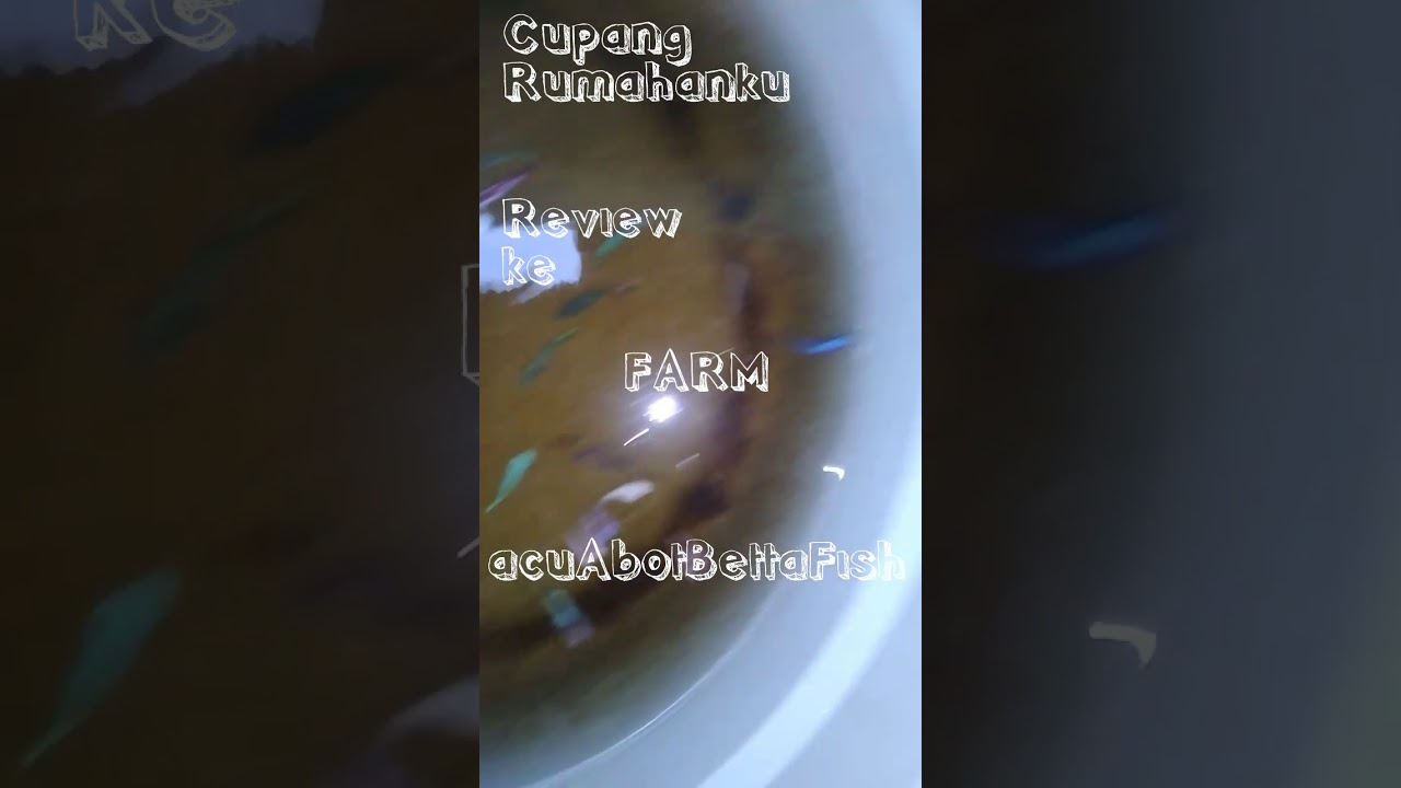 Ternak cupang, burayak 2 minggu-3 minggu 