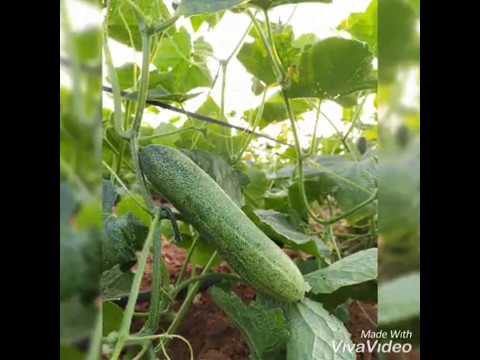 Growing cucumbers in open field with less budget 