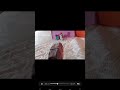 adelanto del especial