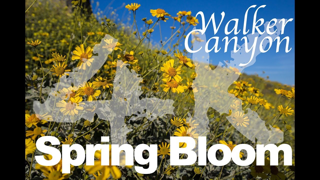 Walker Canyon Spring Super Bloom - DJI Phantom 4 Pro [4k]