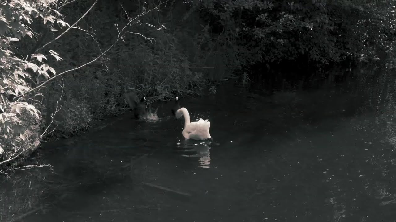 Daily Slice #7 | Coot vs Swan