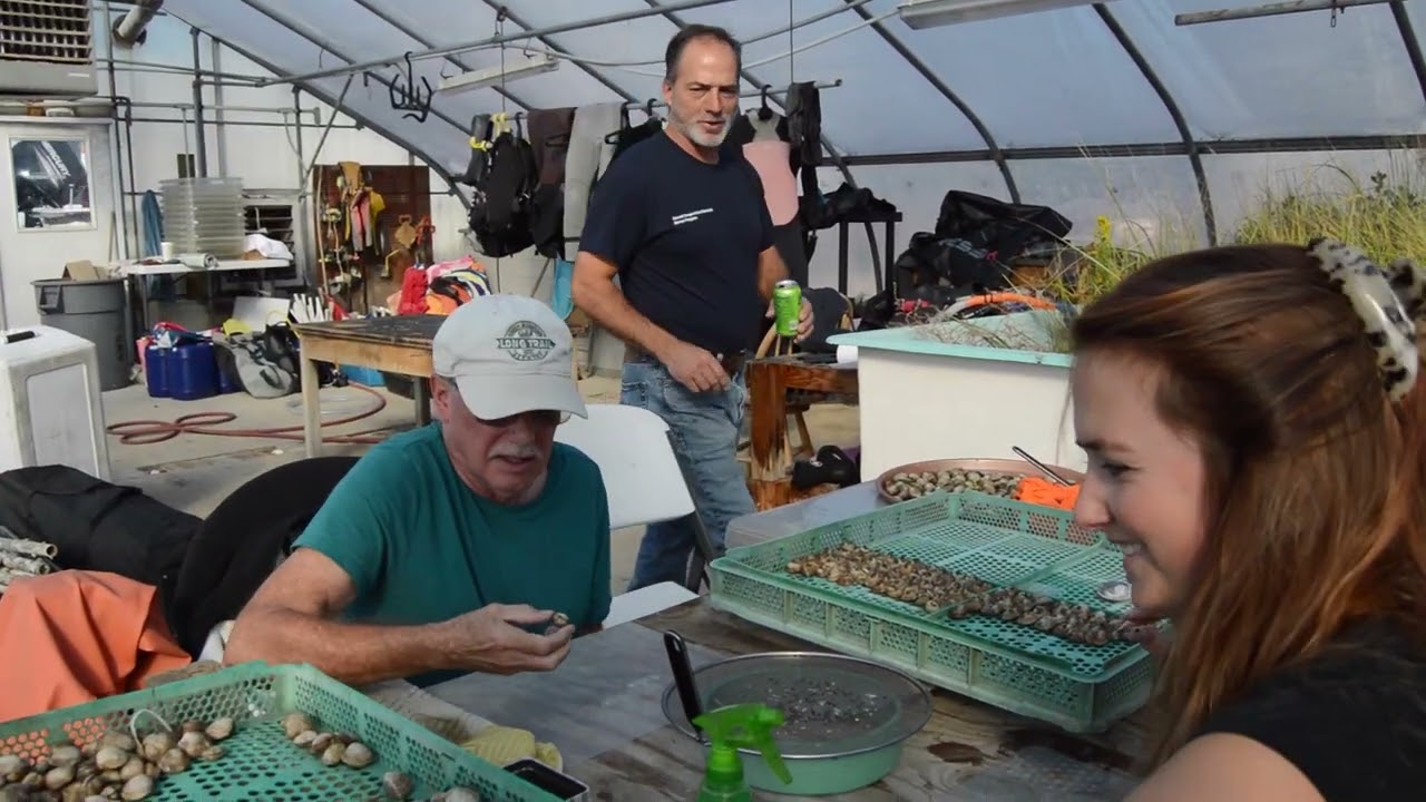 Long Island Sound Eelgrass Restoration- Phase Two: Seed Cleaning & Gluing