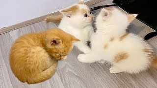 Cat-tastic Family Fun: The Delightful Activities of Mama Cat and Her Lively Litter | Cat Daily Life by Lisa the Cat 121 views 1 month ago 6 minutes, 14 seconds