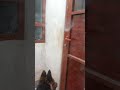 الكلب يفتح الباب