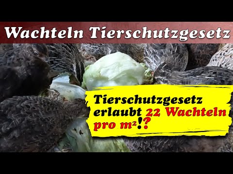 Video: Welche Bank bedient die 