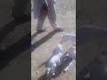 Result of Awan Goat farm Darya Khan
