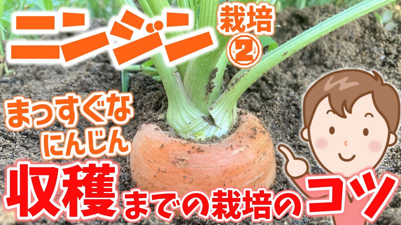 家庭菜園】にんじん栽培②～まっすぐなニンジンを育てるコツ～ - YouTube
