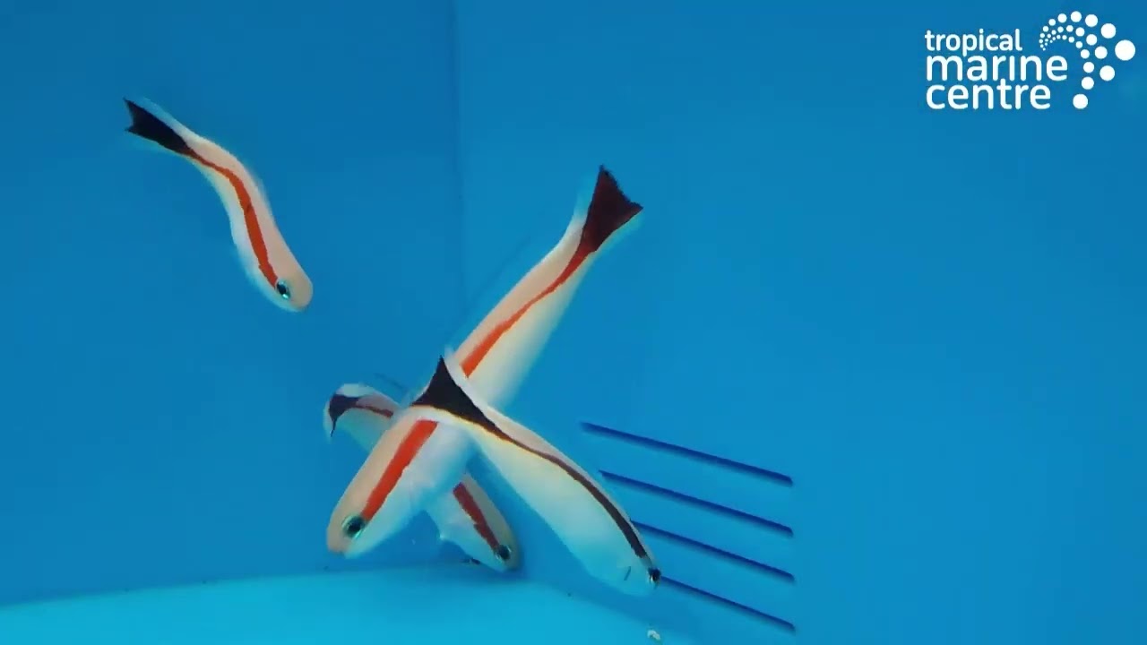 Tile Goby - Skunk, Hoplolatilus marcosi