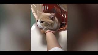 Komik Kediler Gülme Garantili Baby And Cat Funny