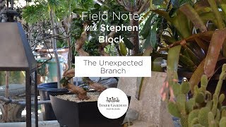 Inner Gardens Field Notes - The Unexpected Branch
