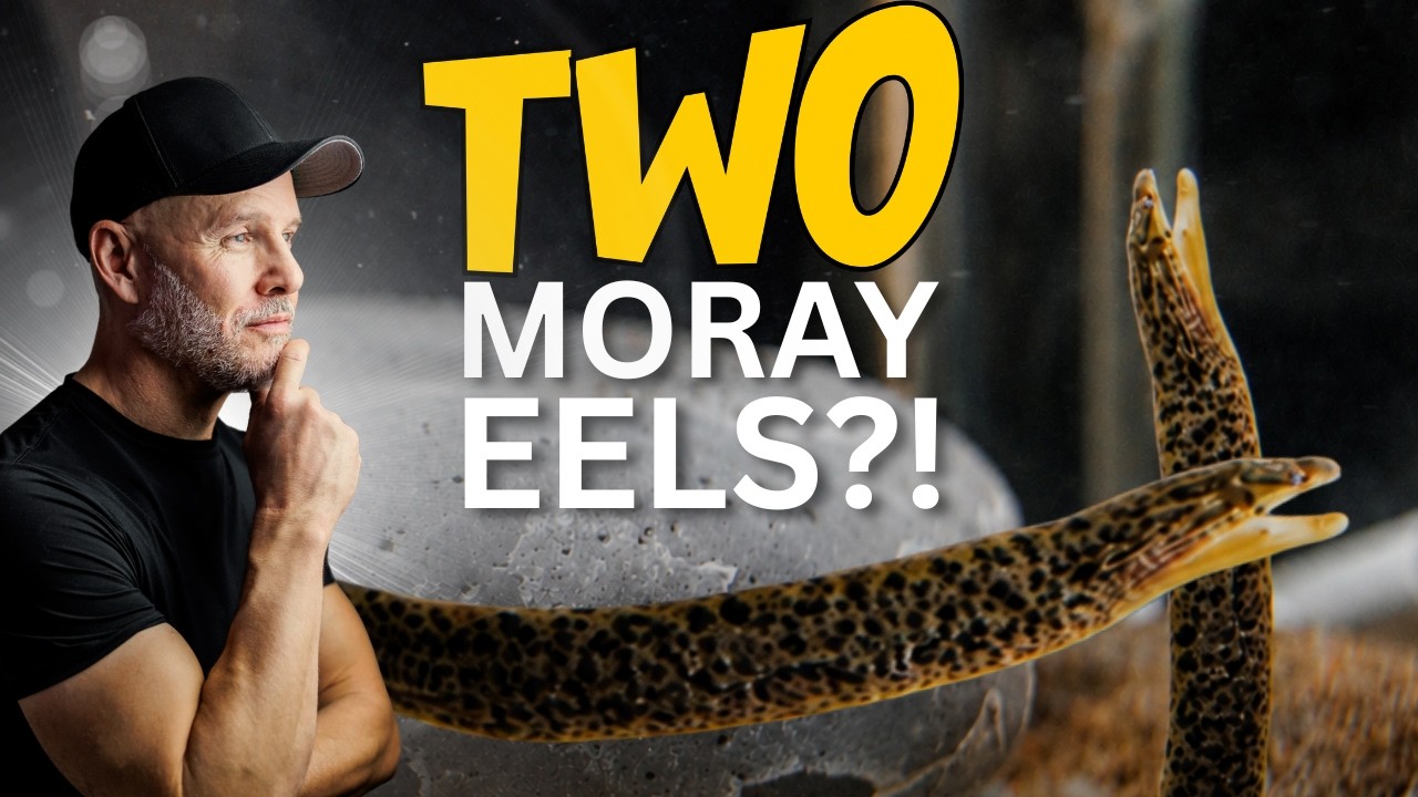 I Bought TWO Freshwater Moray Eels for My Cichlid Tank