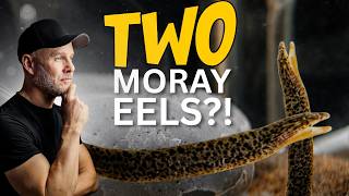 I Bought TWO Freshwater Moray Eels for My Cichlid Tank