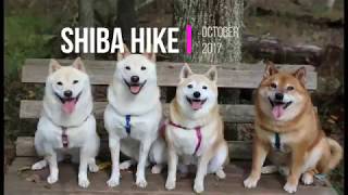 Shiba Hike: Recall, Run, Swim, and Get Dirty! by SachiPlay 408 views 6 years ago 2 minutes, 55 seconds