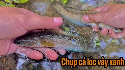 Sáng sớm phát hiện cá lóc vây xanh lên bờ