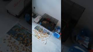 a free snack for your hamster #hamster #pat #mous #pumpkin #pumpkinseed #animalfood