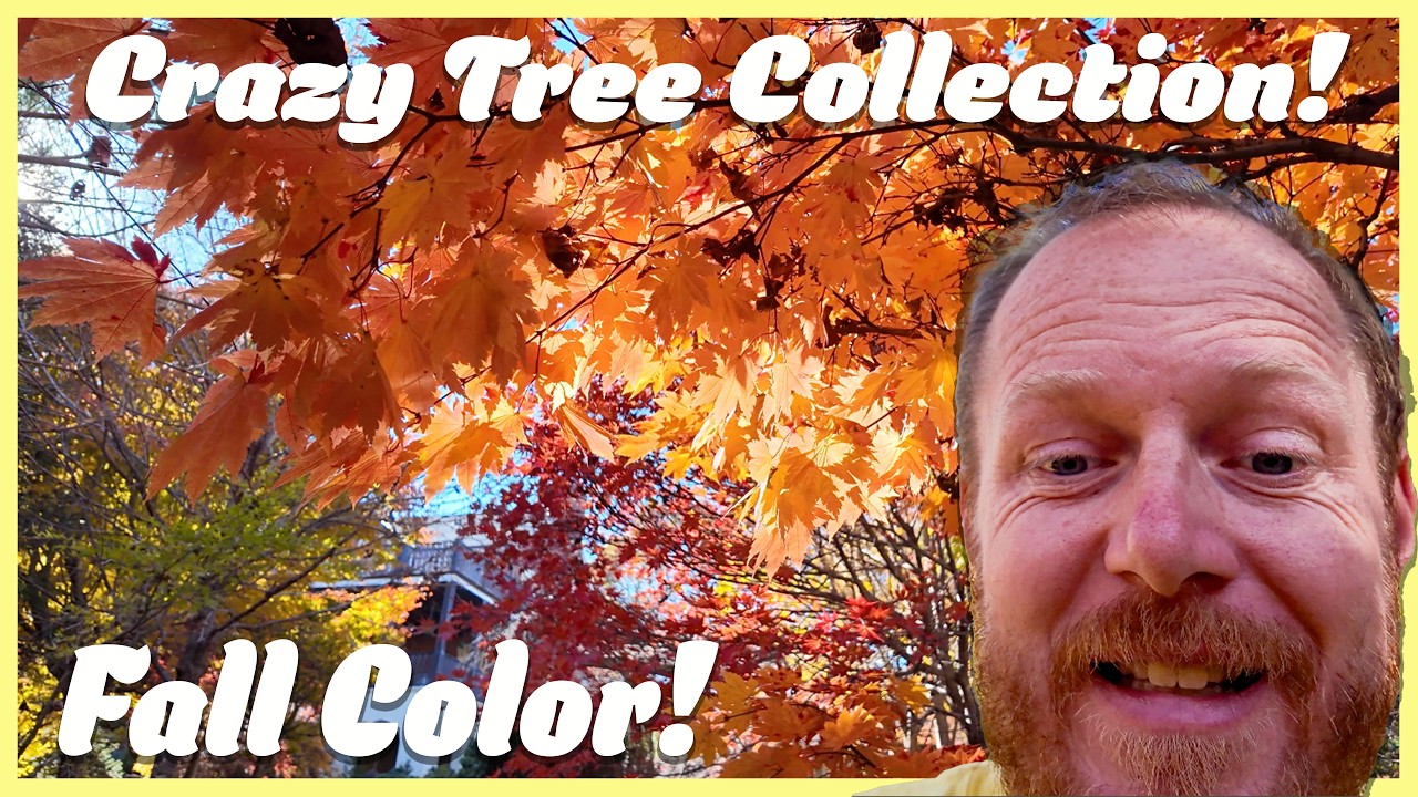 ГИГАНТСКИЕ ЯПОНСКИЕ КЛЕНЫ! Осенняя экскурсия по саду давнего коллекционера! 🤩