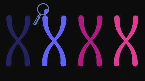 Consequences of Whole Genome Duplication in a Synthetic Animal Polyploid