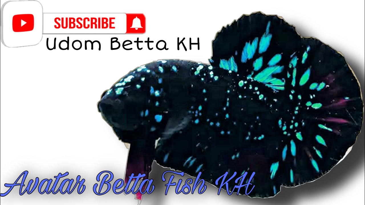 Unique Betta EP4 Avatar Betta New pattern by Thai Breeder very  beautiful Avatar Betta  YouTube