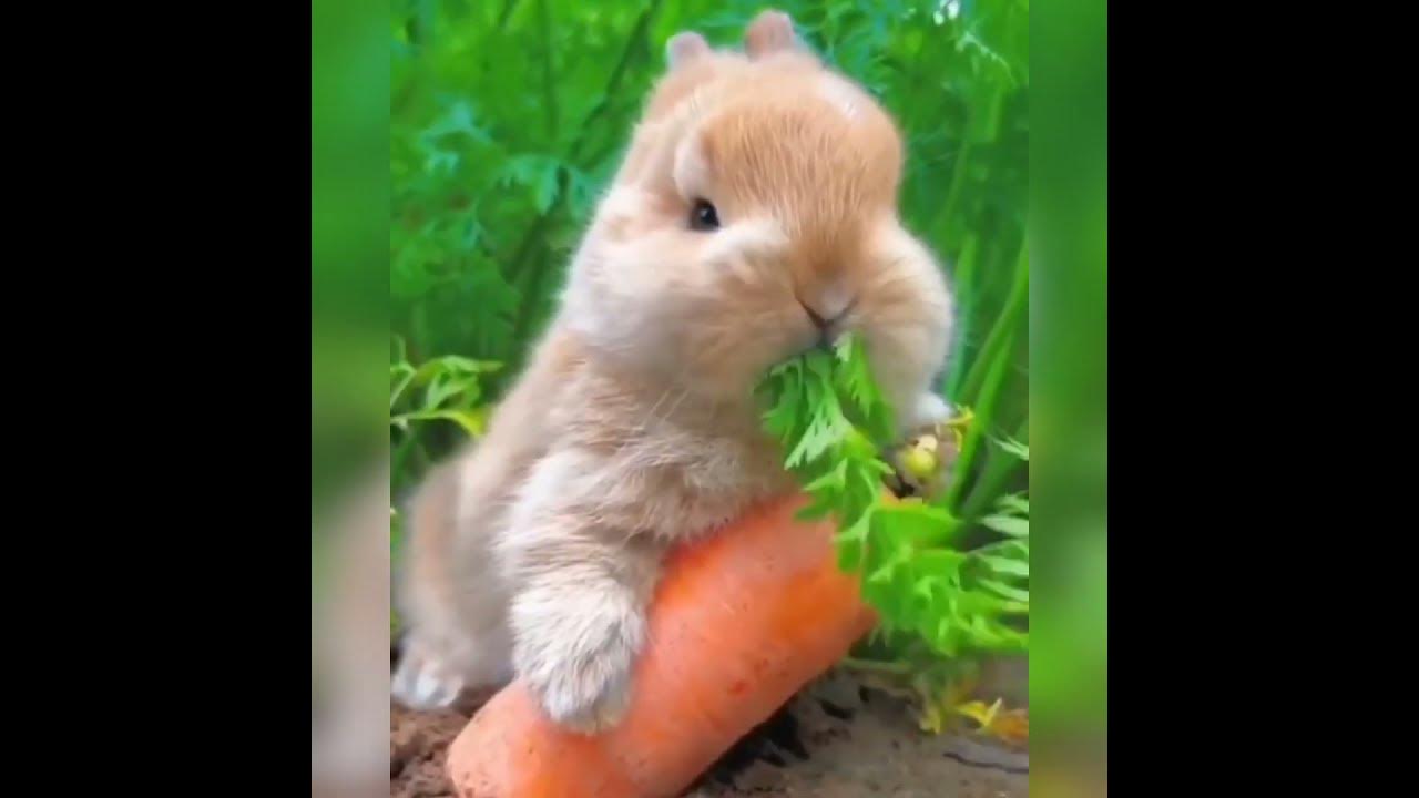 Bunny Bunny Bunny You Re So Funny bunny bunny bunny you're so funny # cute 🐰 🐇 - YouTube