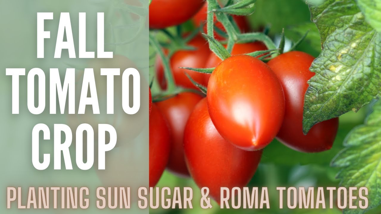 Planting Fall Tomatoes 🍅🍅🍅 How To Plant Tomatoes Tomatoes In