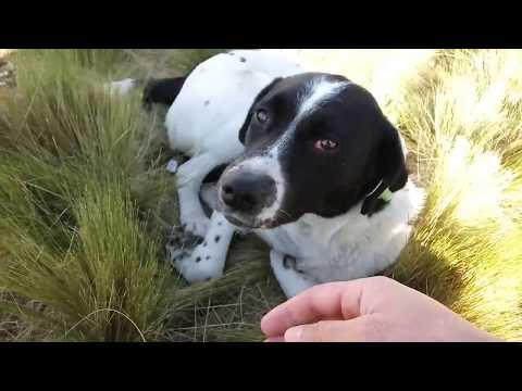 Video: Köpeklerde Kırmızı Göz