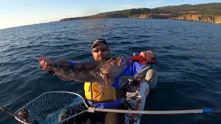 Limits of Lingcod and Rockfish after work Sonoma Coast!!!