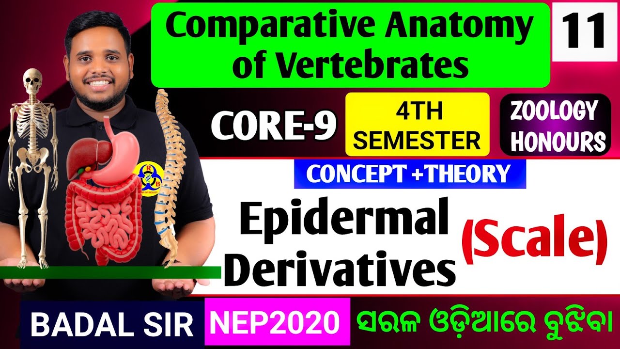 Epidermal derivatives|SCALES|Core9 zoology honours|4th semester zoology honours|Core9 zoology class