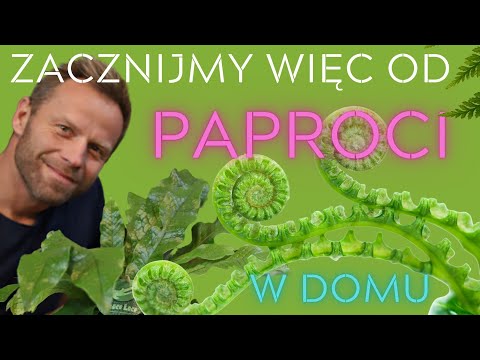 PAPROCIE🌿 zacznijmy więc od nich, najlepsze gatunki i pielęgnacja.