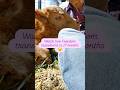 It's Freedom and Friend Friday 🧡! #cow, #farming, #ranchlife, #scottishfold, #farmlife