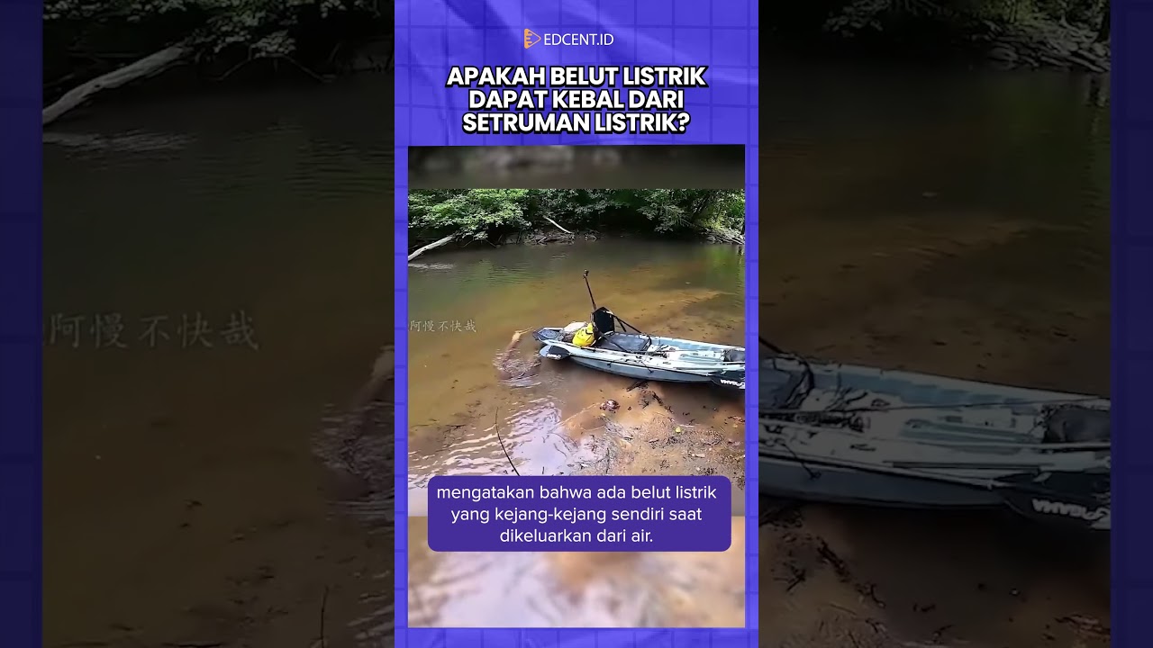 Belut Listrik Bisa Tersengat Listrik