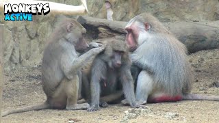 Monkeys Relaxing Together - Part Iii