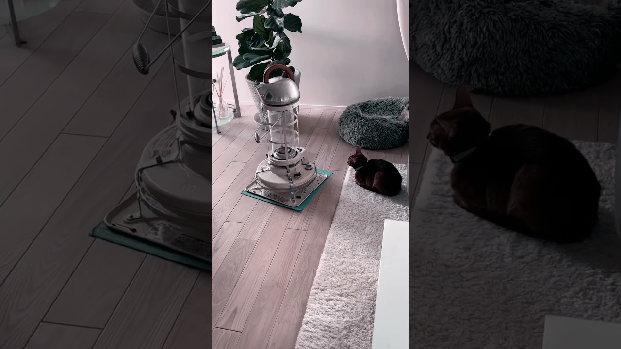 いつもの癖でストーブ前待機😾　