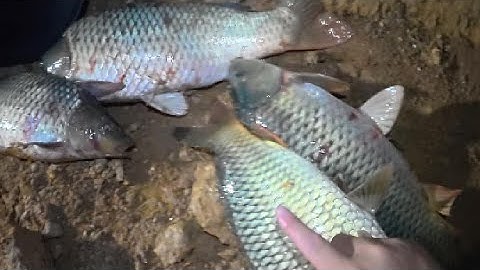 Công Thức Mồi Chép Bí Truyền – Trúng Ngay Đàn Chép Khủng!