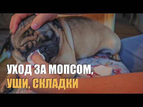 Видео: Разница между Teacup & Toy Chihuahuas