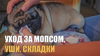 Уход за мопсом, складки, уши, глаза.