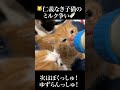 🐱仁義なき子猫たちのミルク争い🍼 #cat #kitten #猫 #子猫 #ねこ #こねこ #保護猫 #shorts #猫のいる暮らし