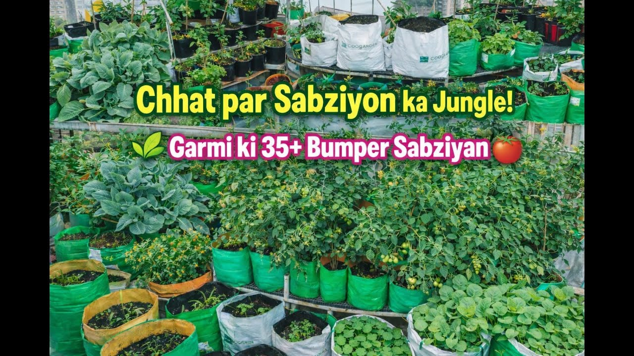 Garmiyon mein Terrace Garden par ugane wali 35+ Sabziyan | Summer Vegetable Garden Tour 2026