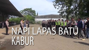 NET JATENG - NAPI LAPAS BATU KABUR