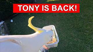 Tony Is Back 🤍🦜 | Shoulder Cockatoo, Beaksy & the Backyard Crew | Wild Australian Birds