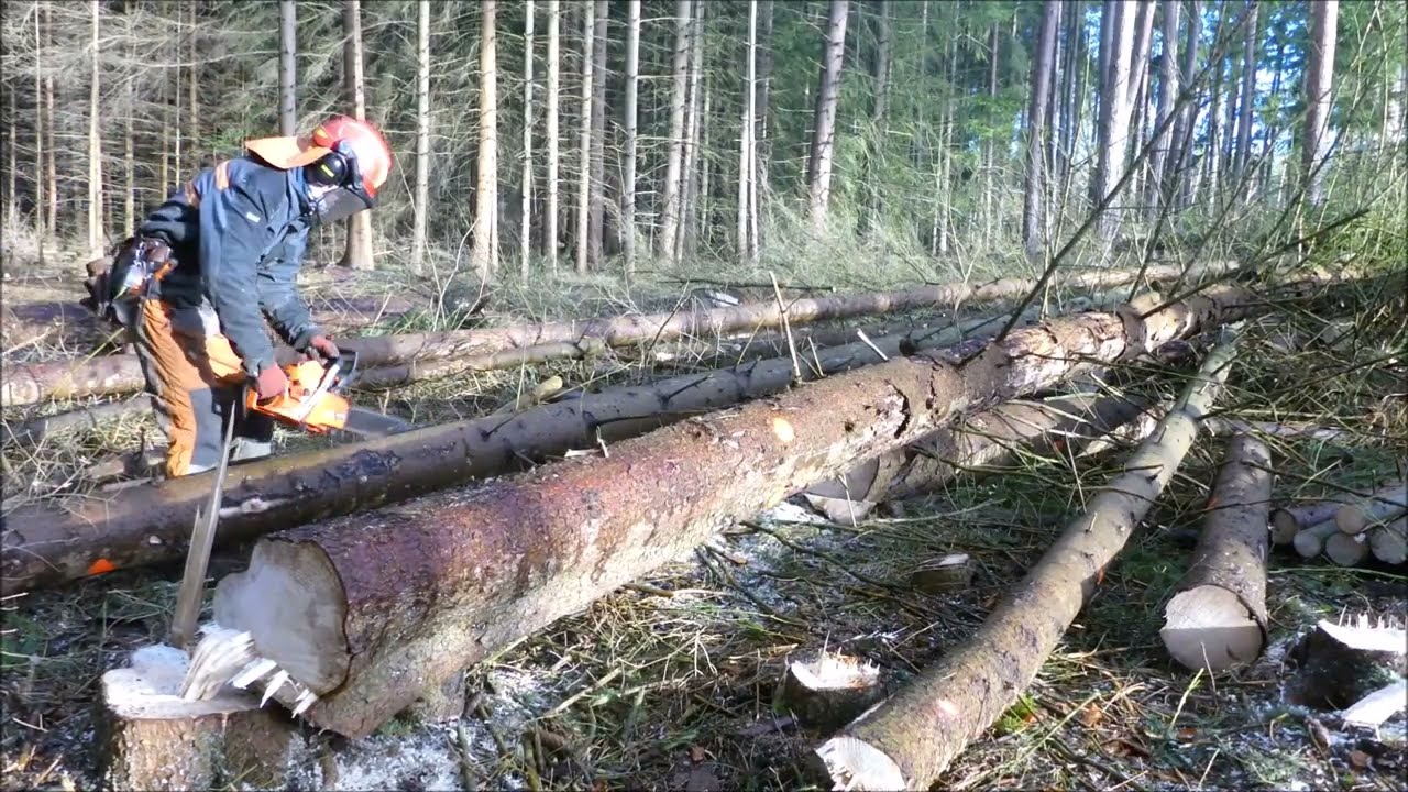 Forest job / Těžba - slabé kurovcové kolo - Echo 501 SX 