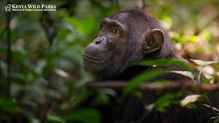 The Secret Lives of Chimpanzees: Facts You Didn’t Know!