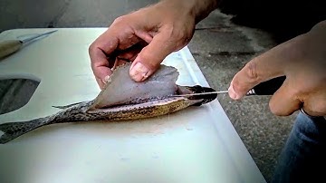 Crappie Filleting Tips (Step-by-Step)