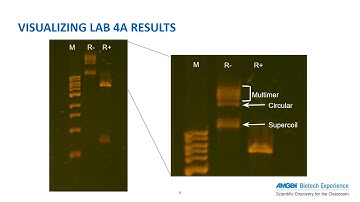 Visualizing Lab 4/4a Results