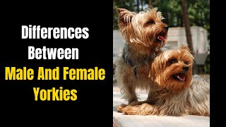 Differences Between Male And Female Yorkies