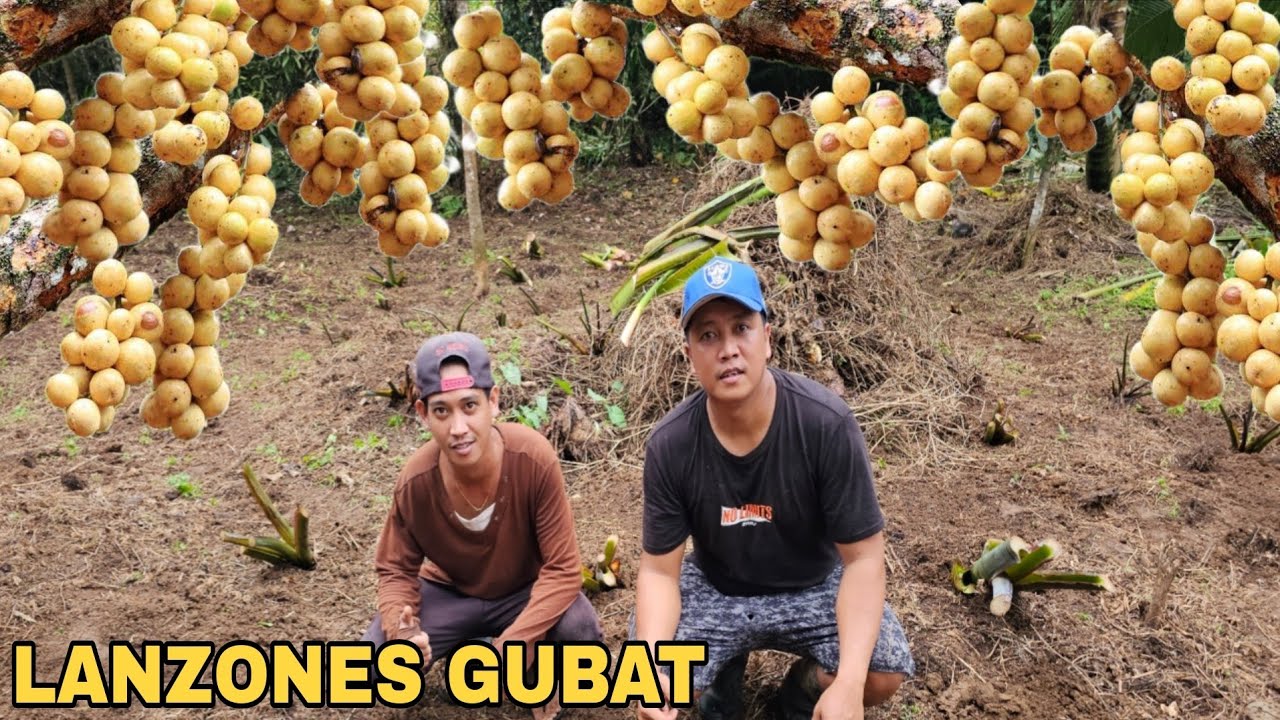Mga Lanzones Hitik  sa Bunga Natuklasan sa Bagong area... Pagtatanim ng gabi 