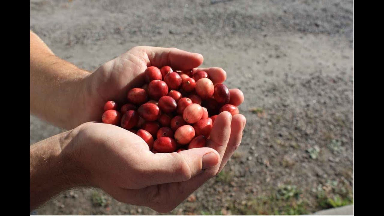 Cranberry Harvest in Bala, Ontario, Canada YouTube