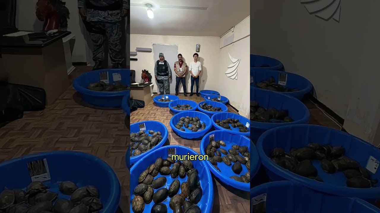 Tráfico ilegal: Aseguran 369 tortugas en Matamoros