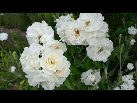Video: En Blommande Trädgård Med Minimal Ansträngning