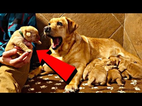 Red Labradors One Week Old Youtube